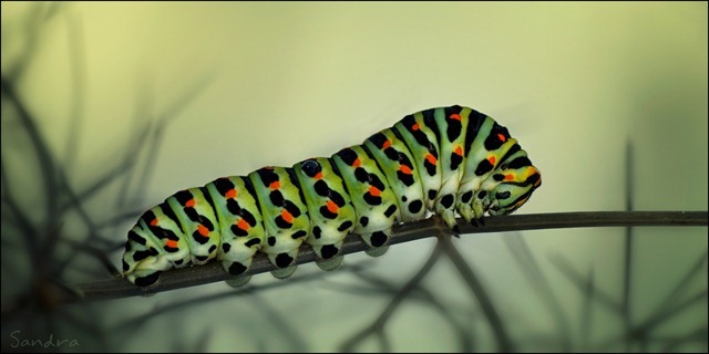 Des parasites pour les oiseaux